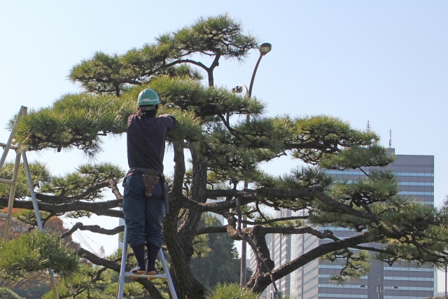 新潟市の庭で松の透かし剪定を行っている職人