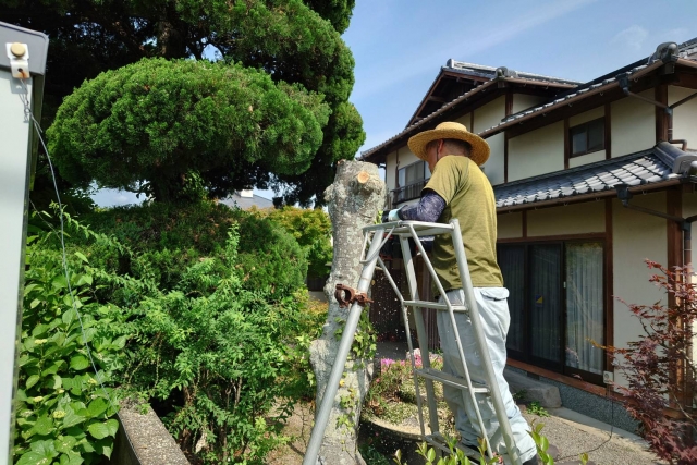 新潟市の庭で松のもみあげ作業をしている職人の手元