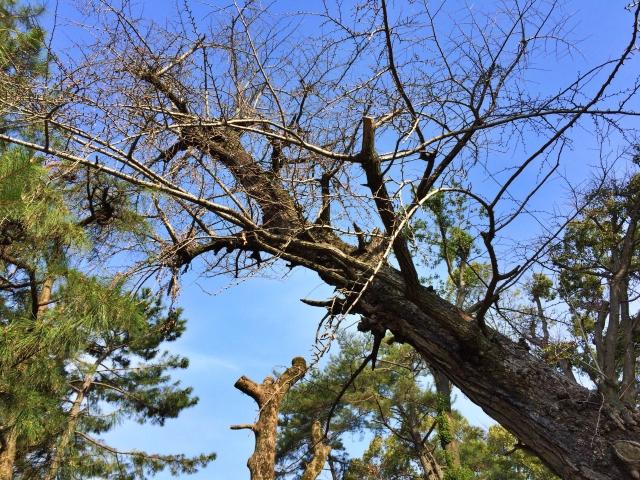 新潟市で枯れて傾いた危険木を伐採している様子