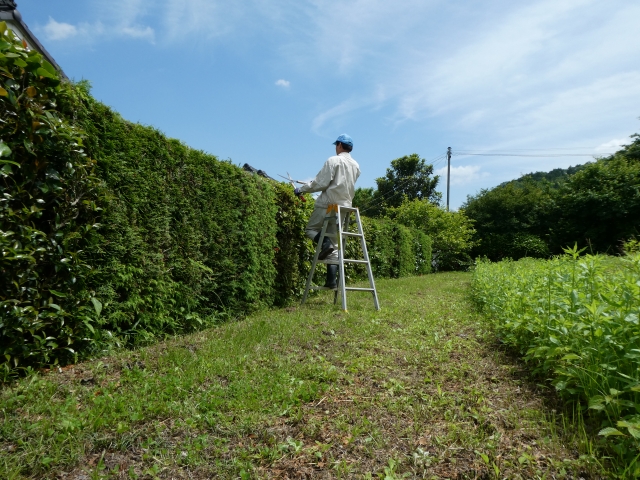 新潟市の住宅でモミジの剪定をしている様子